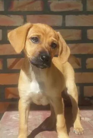 Cachorro raça SRD idade 2 a 6 meses nome filhotes
