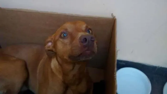 Cachorro ra a SRD idade 1 ano nome Nick