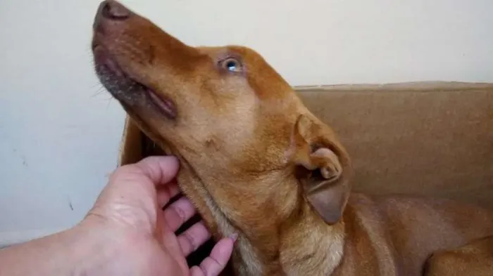 Cachorro ra a SRD idade 1 ano nome Nick
