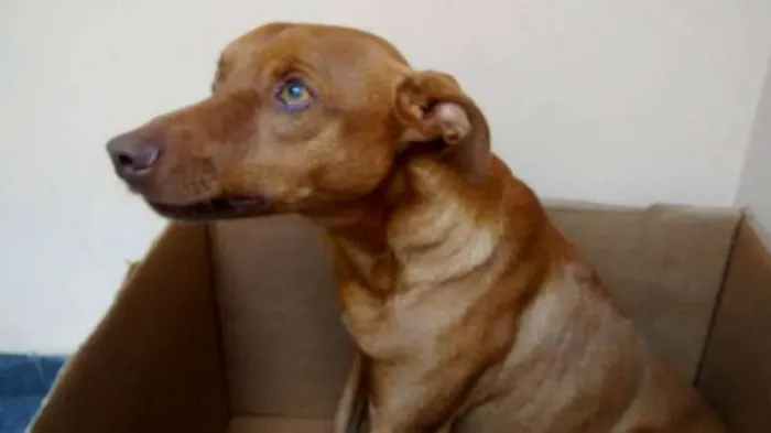 Cachorro ra a SRD idade 1 ano nome Nick