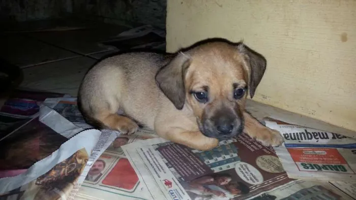 Cachorro raça SRD idade 2 a 6 meses nome filhote
