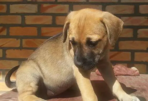 Cachorro raça SRD idade 2 a 6 meses nome filhote