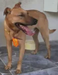 Cachorro raça RND idade 4 anos nome Betowen