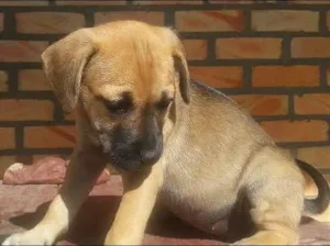 Cachorro raça SRD idade 2 a 6 meses nome filhote