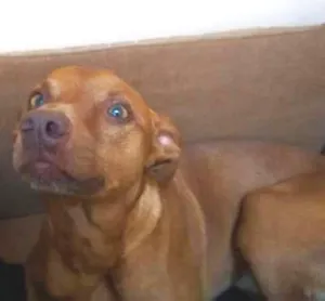 Cachorro raça SRD idade 1 ano nome Nick