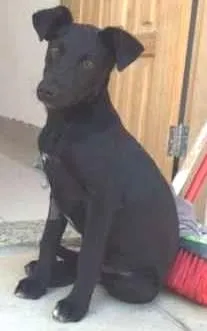 Cachorro ra a SRd idade 2 a 6 meses nome Eros