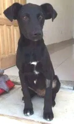 Cachorro ra a SRD idade 2 a 6 meses nome Zeus