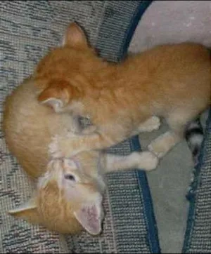Gato raça  idade Abaixo de 2 meses nome Sem nome