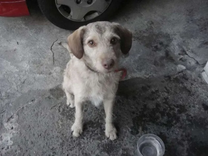 Cachorro ra a SRD idade 7 a 11 meses nome Nenê