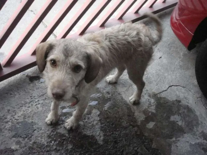 Cachorro ra a SRD idade 7 a 11 meses nome Nenê