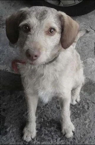 Cachorro ra a SRD idade 7 a 11 meses nome Nenê