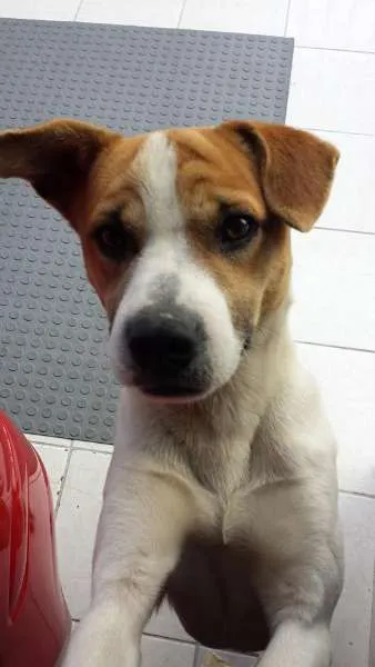 Cachorro ra a vira lata idade 7 a 11 meses nome Stalone