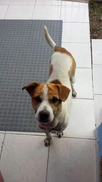 Cachorro ra a vira lata idade 7 a 11 meses nome Stalone