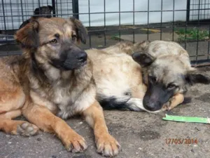 Cachorro raça SRD idade 1 ano nome Mascara e Manju