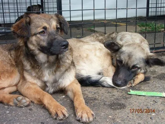Cachorro ra a SRD idade 1 ano nome Mascara e Manju