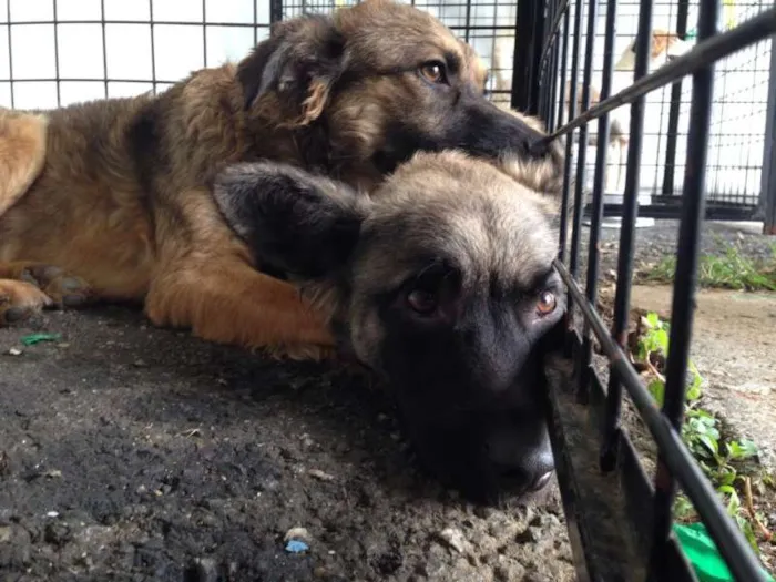 Cachorro ra a SRD idade 1 ano nome Mascara e Manju