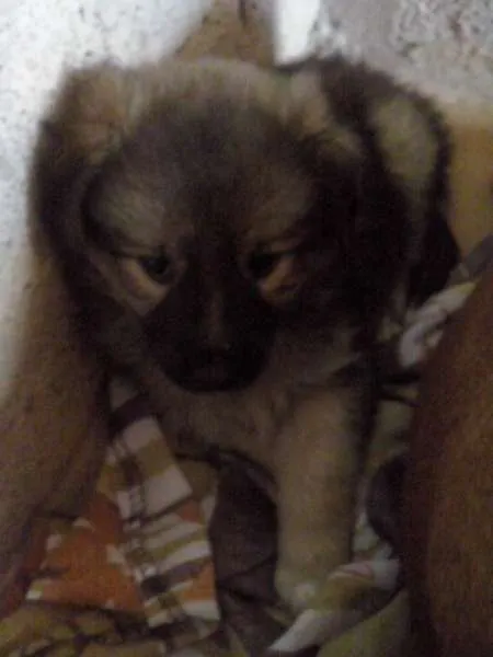 Cachorro ra a vira lata idade Abaixo de 2 meses nome Filhotes