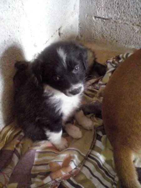 Cachorro ra a vira lata idade Abaixo de 2 meses nome Filhotes