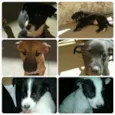 Théo/Belinha/Pitty/