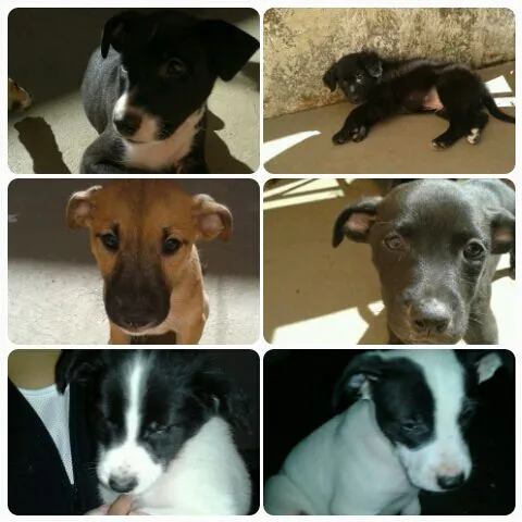 Cachorro ra a SRD idade 2 a 6 meses nome Théo/Belinha/Pitty/