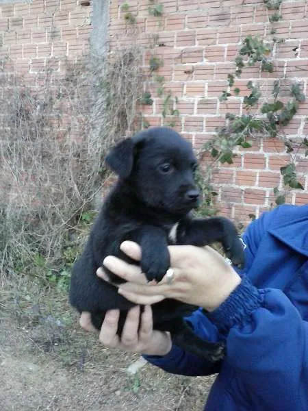 Cachorro ra a vira- lata idade Abaixo de 2 meses nome filhotinho