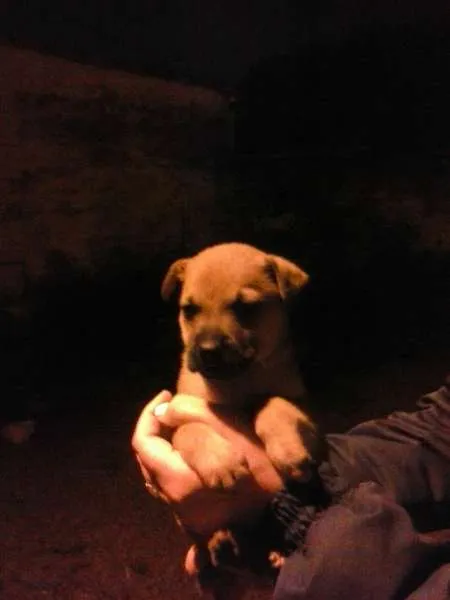 Cachorro ra a vira- lata idade Abaixo de 2 meses nome filhotinho