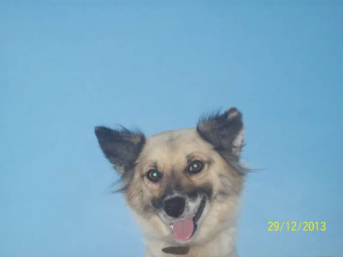 Cachorro ra a viralatas idade Abaixo de 2 meses nome filhotes