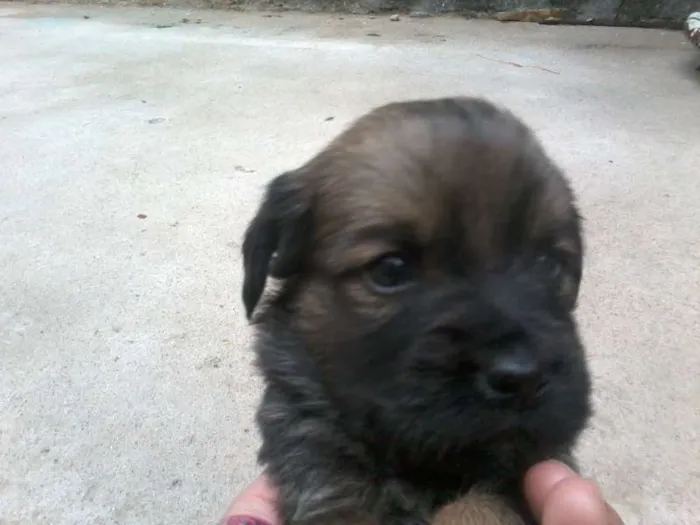 Cachorro ra a  idade Abaixo de 2 meses nome filhotes