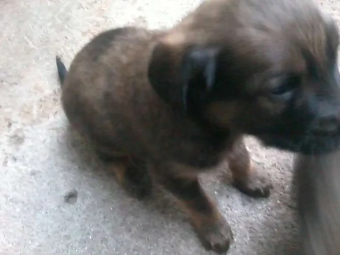 Cachorro ra a  idade Abaixo de 2 meses nome filhotes