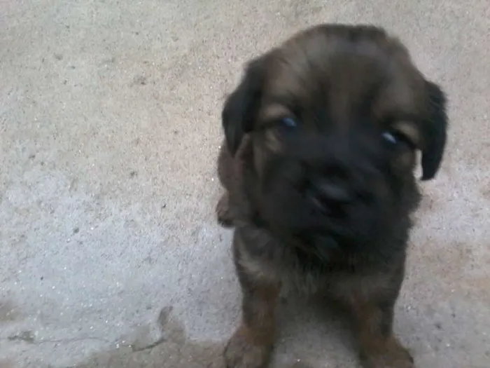 Cachorro ra a  idade Abaixo de 2 meses nome filhotes