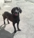 Laila