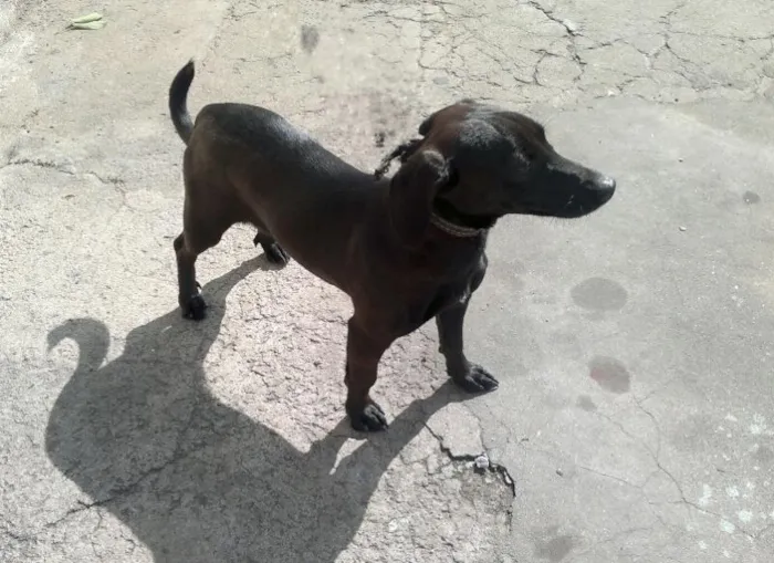 Cachorro ra a SRD idade 1 ano nome Laila
