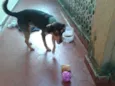 Bidu