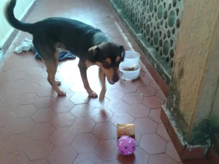 Cachorro ra a SRD idade 2 anos nome Bidu