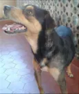 Bidu
