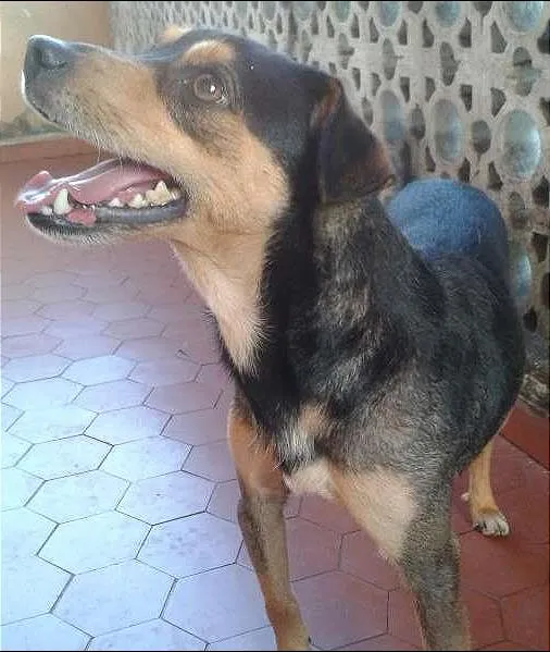 Cachorro ra a SRD idade 2 anos nome Bidu