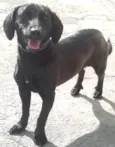 Laila