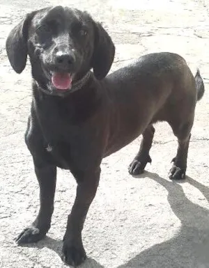 Cachorro raça SRD idade 1 ano nome Laila