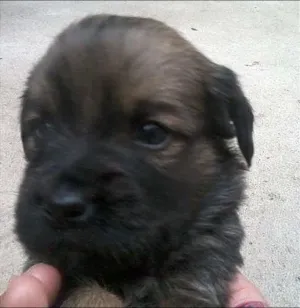 Cachorro raça  idade Abaixo de 2 meses nome filhotes