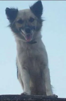 Cachorro ra a viralatas idade Abaixo de 2 meses nome filhotes