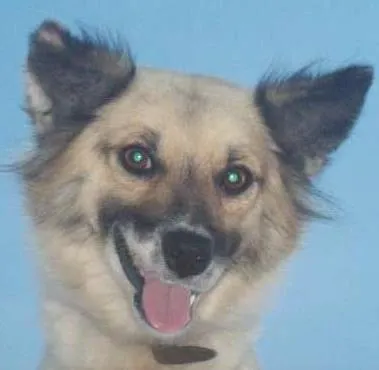 Cachorro ra a viralatas idade Abaixo de 2 meses nome filhotes