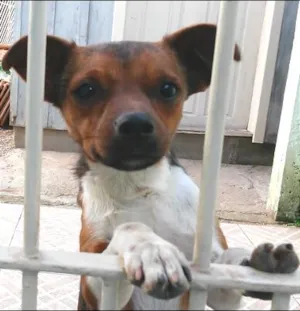 Cachorro raça Pinscher idade 7 a 11 meses nome Pitoco