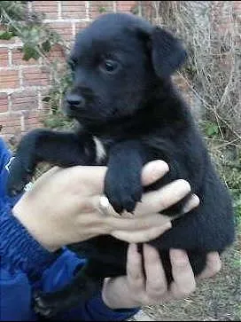 Cachorro ra a vira- lata idade Abaixo de 2 meses nome filhotinho