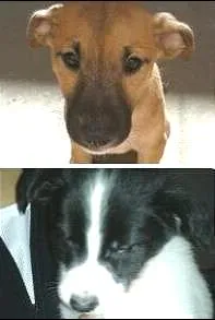 Cachorro raça SRD idade 2 a 6 meses nome Théo/Belinha/Pitty/
