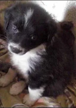 Cachorro ra a vira lata idade Abaixo de 2 meses nome Filhotes