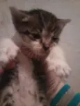 Apolo