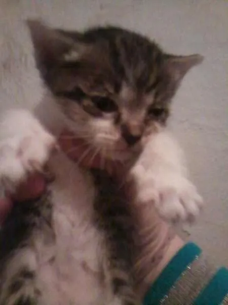 Gato ra a Tigrado com srd idade Abaixo de 2 meses nome Apolo