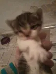 Apolo