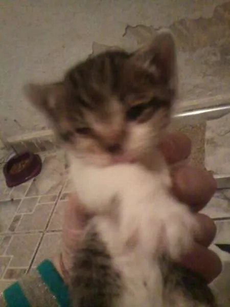 Gato ra a Tigrado com srd idade Abaixo de 2 meses nome Apolo