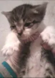 Apolo